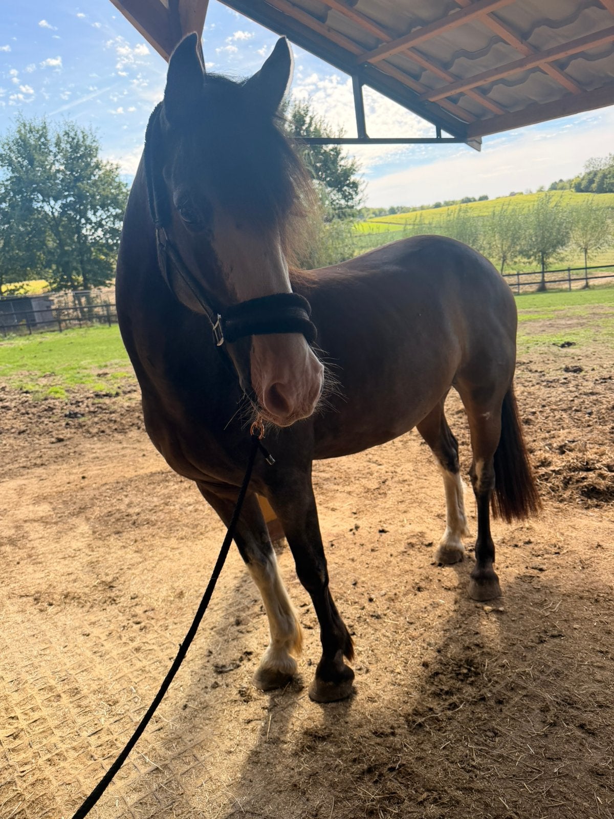 D pony ter adoptie, Hongre