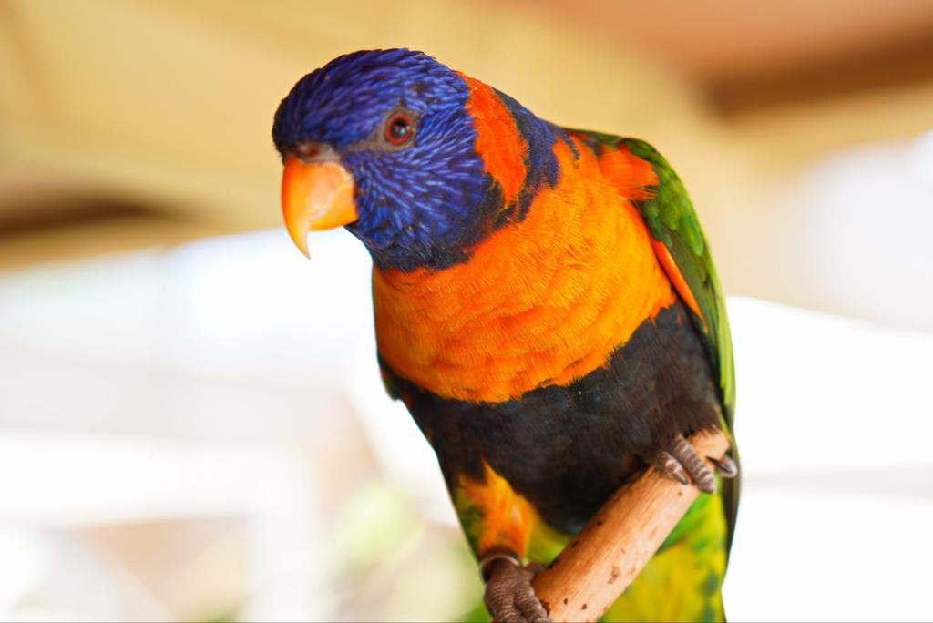 Lori au cou rouge, Plusieurs animaux, Perroquet, Bagué
