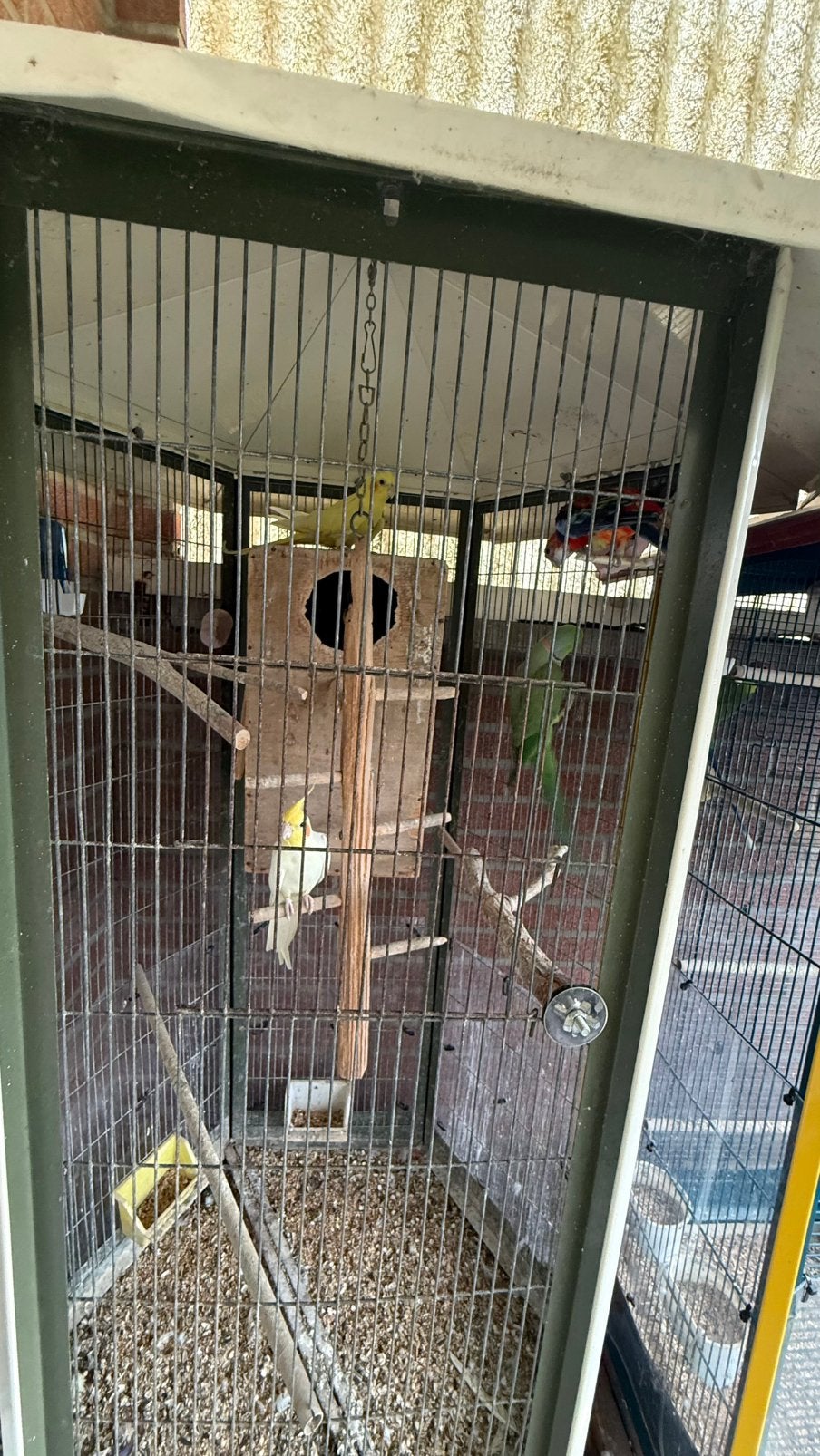 Verschillende vogels te koop – alles in één keer, Enlèvement, Comme neuf