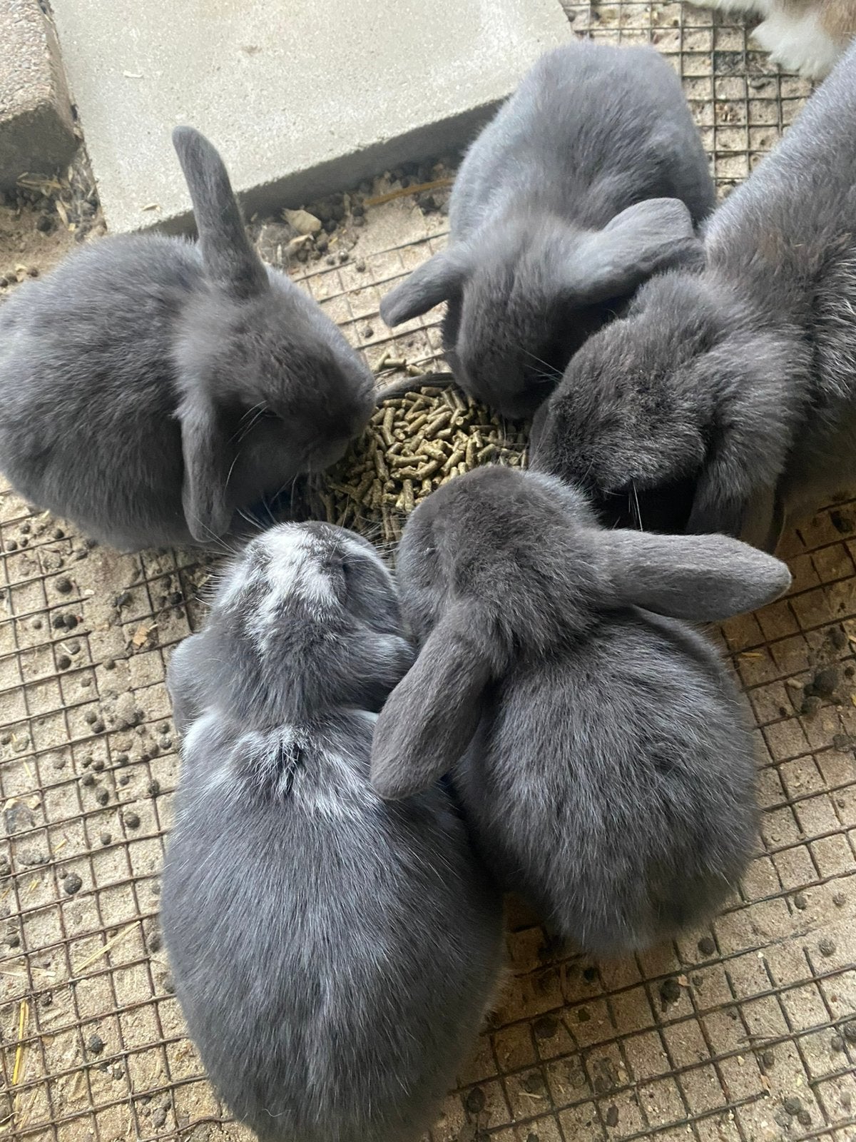 Nederlandse hangoor dwergjes (baby’s), Dieren en Toebehoren, Meerdere dieren, Dwerg, Hangoor, 0 tot 2 jaar
