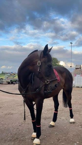 Recreatiepaard/wandelpaard/weidemaatje, 11 ans ou plus, Avec pedigree, 160 à 165 cm, Ne s'applique pas