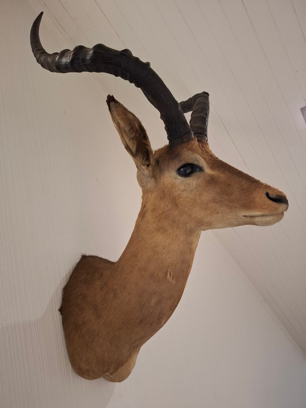 Support d'épaule Impala, Enlèvement