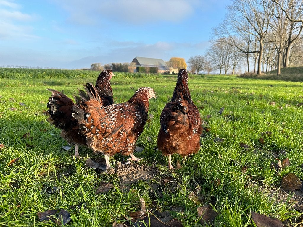 Jonge tamme Orpington kippen gesekst en ingeënt, Femelle, Poule ou poulet