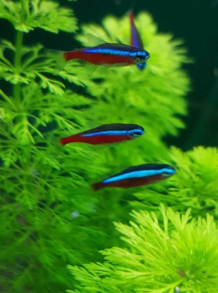 Hobbyaquarium Kardinaal tetra xl weer op voorraad, Vis, Zoetwatervis, Schoolvis