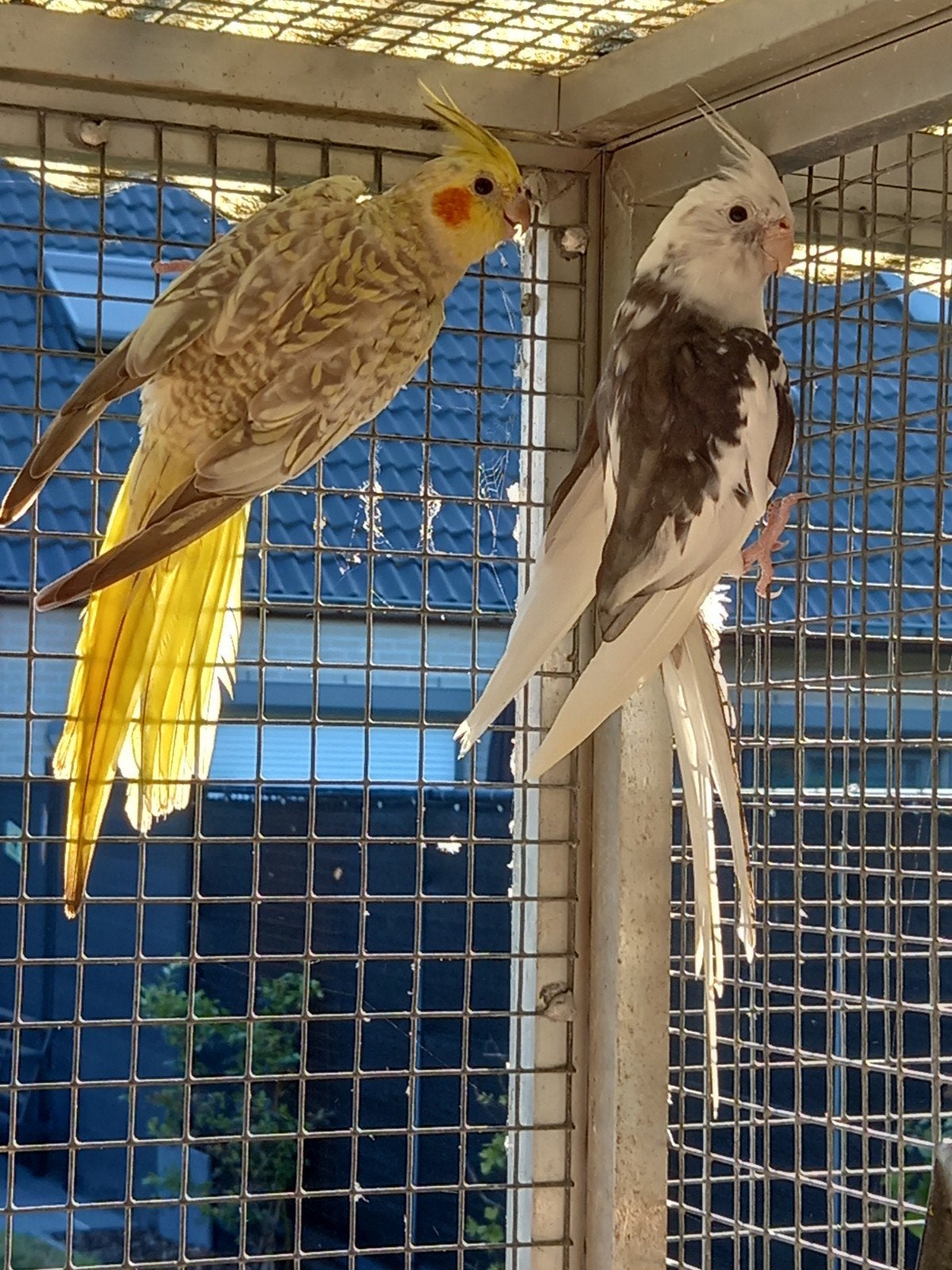 Mooi koppel valkparkieten., Animaux & Accessoires, Oiseaux | Perruches & Perroquets