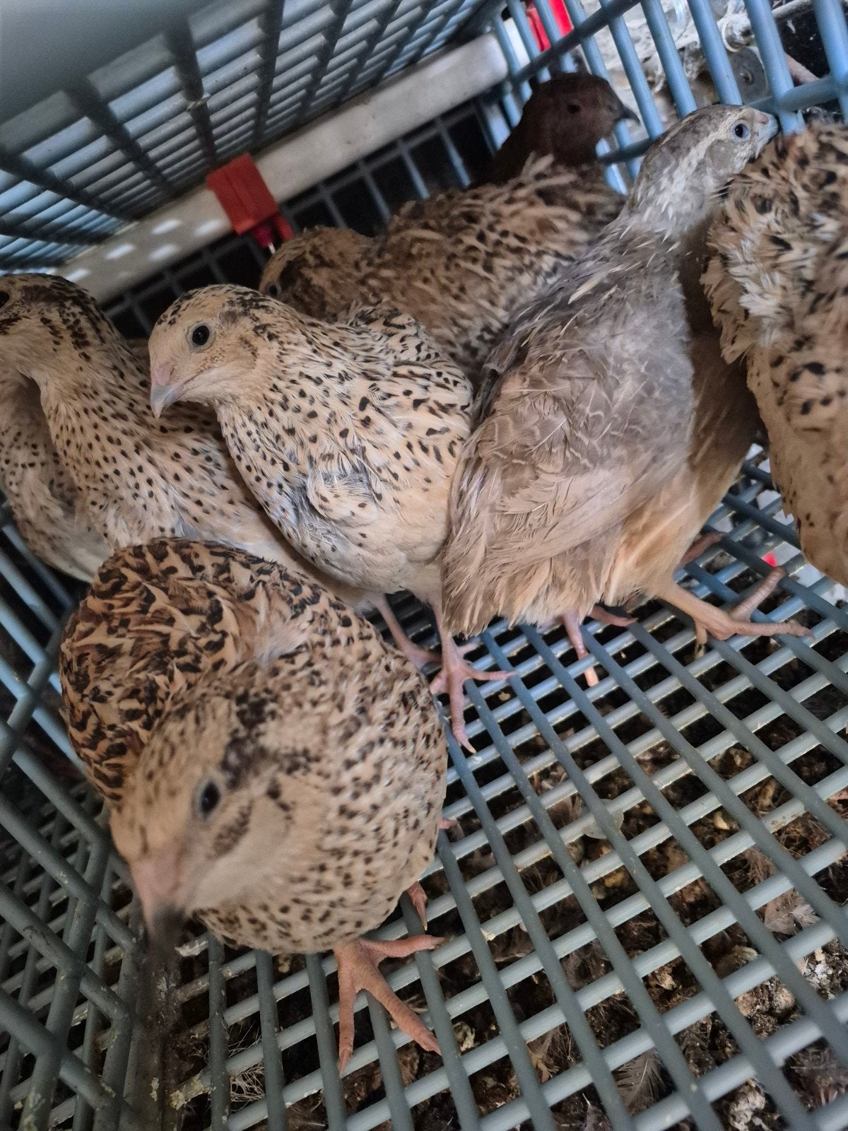Jumbo Japanse Kwartels, Dieren en Toebehoren, Pluimvee