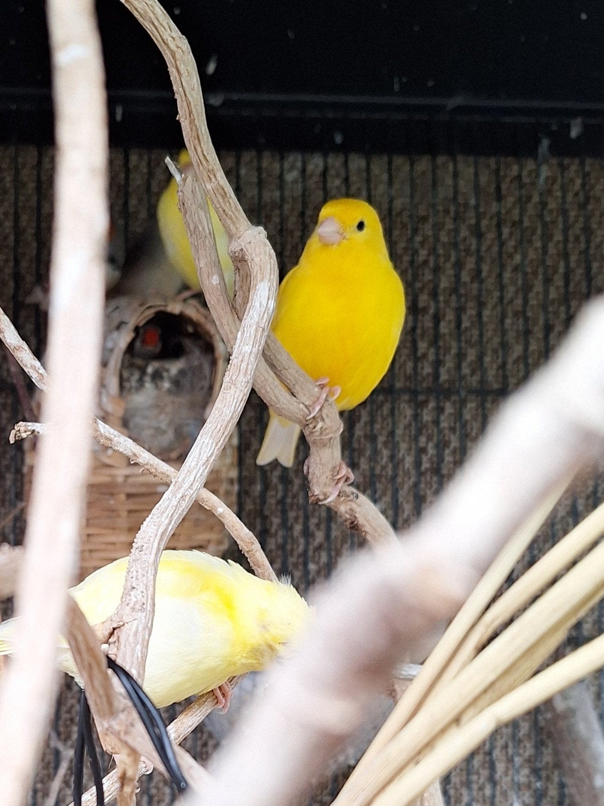 Gele kanaries en zebravinken te koop, Dieren en Toebehoren, Vogels | Kanaries