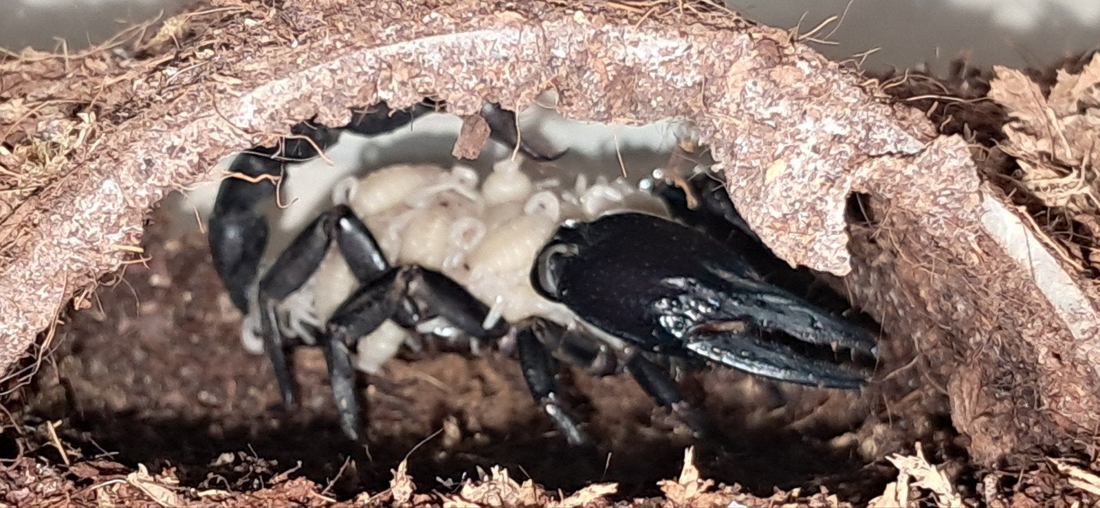 Heterometrus spinifer, Spin of Schorpioen