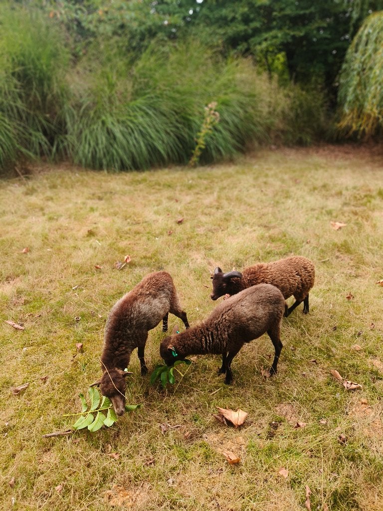 Mooie bruine ouessant ooitjes, Dieren en Toebehoren, Schapen, Geiten en Varkens, Vrouwelijk, Schaap