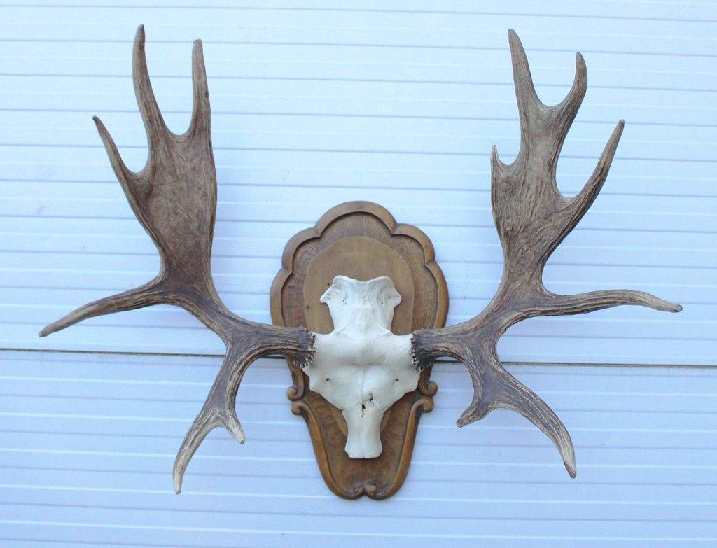 Groot decoratief ELAND GEWEI op houten schild - ref. K, Verzamelen, Dierenverzamelingen, Ophalen, Gebruikt, Hert, Gewei of Kop