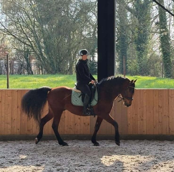 Prachtige PRE met Uitzonderlijk Karakter Lange Zwarte Manen, Dieren en Toebehoren, Ruin, M