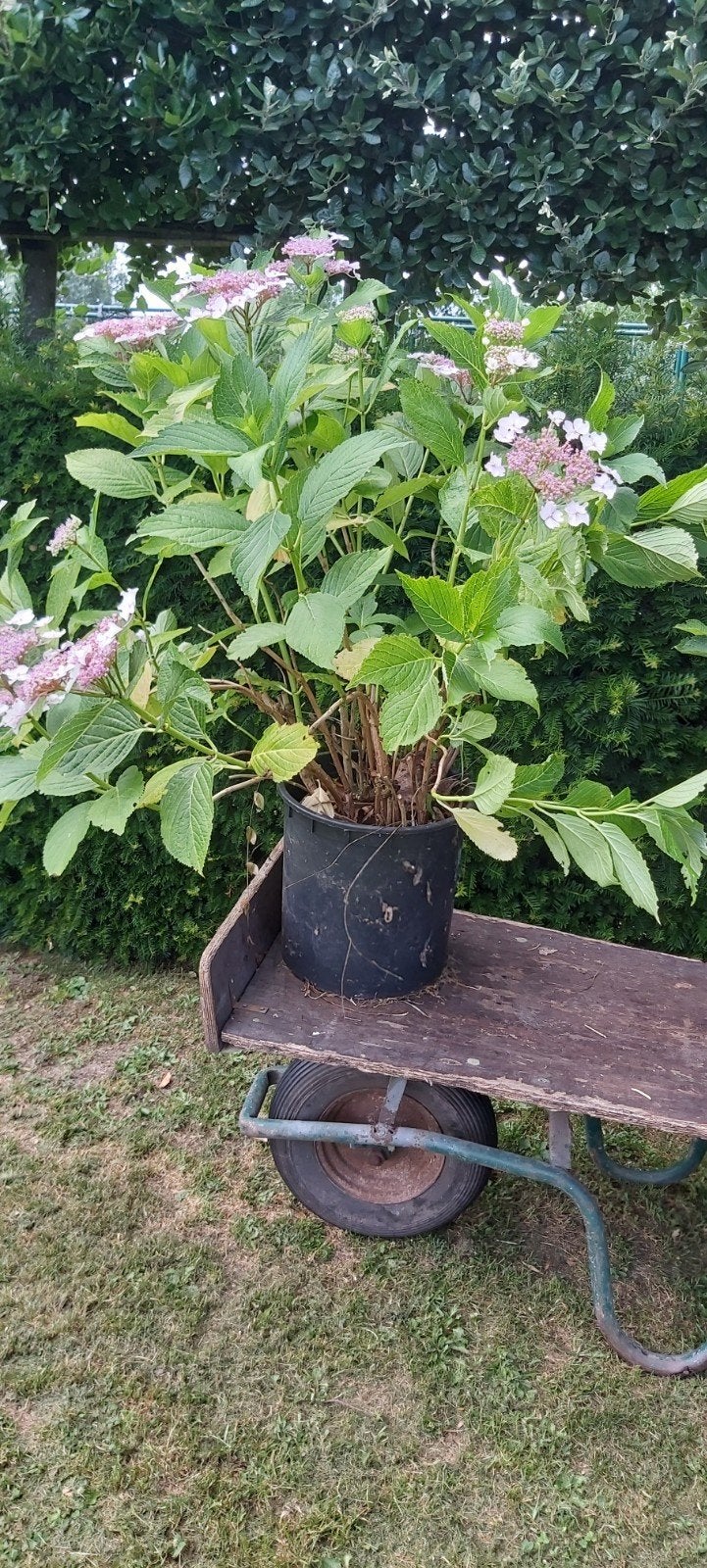 Hortensia in pot gekweekt, Jardin & Terrasse, Enlèvement