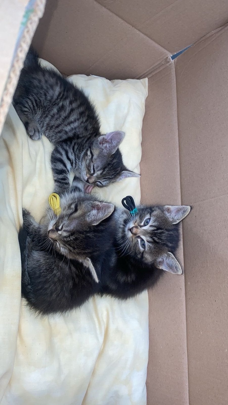 5 kittens, Chat