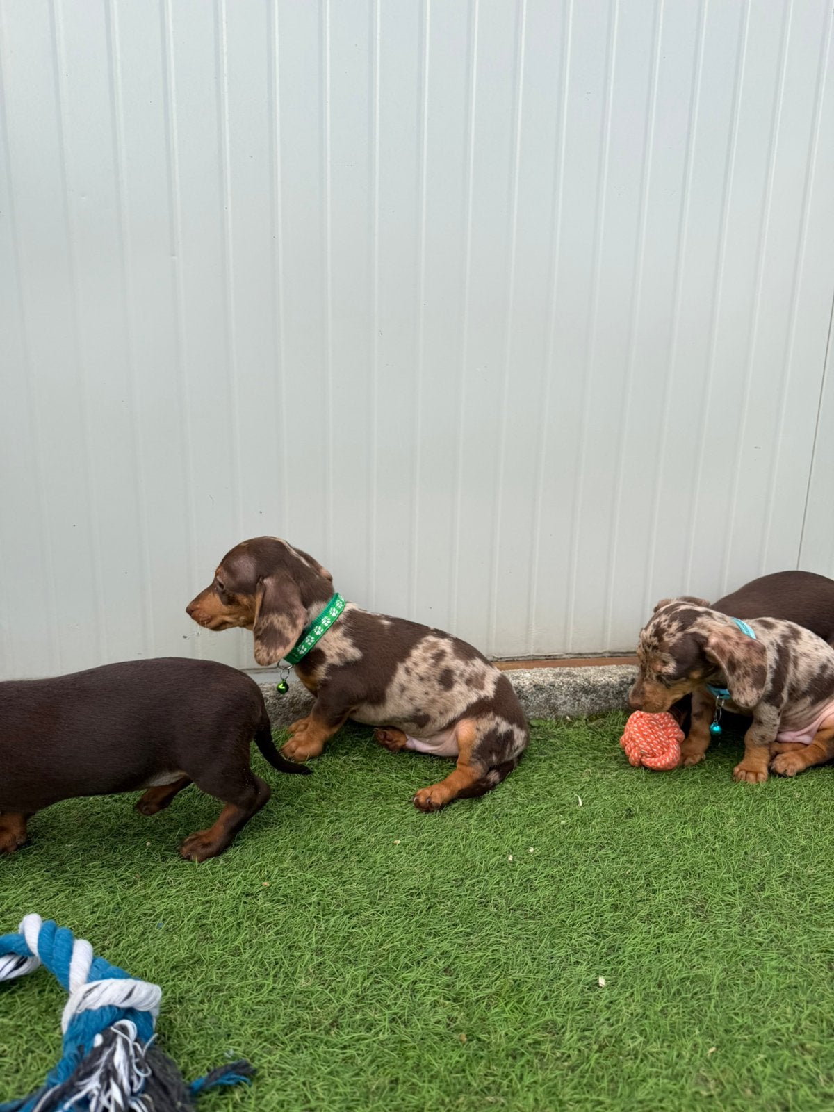 Mooie kortharige dwergtechel pups, Animaux & Accessoires, Poils courts, Chien (mâle), Maladie de Carré (chiens), Belgique