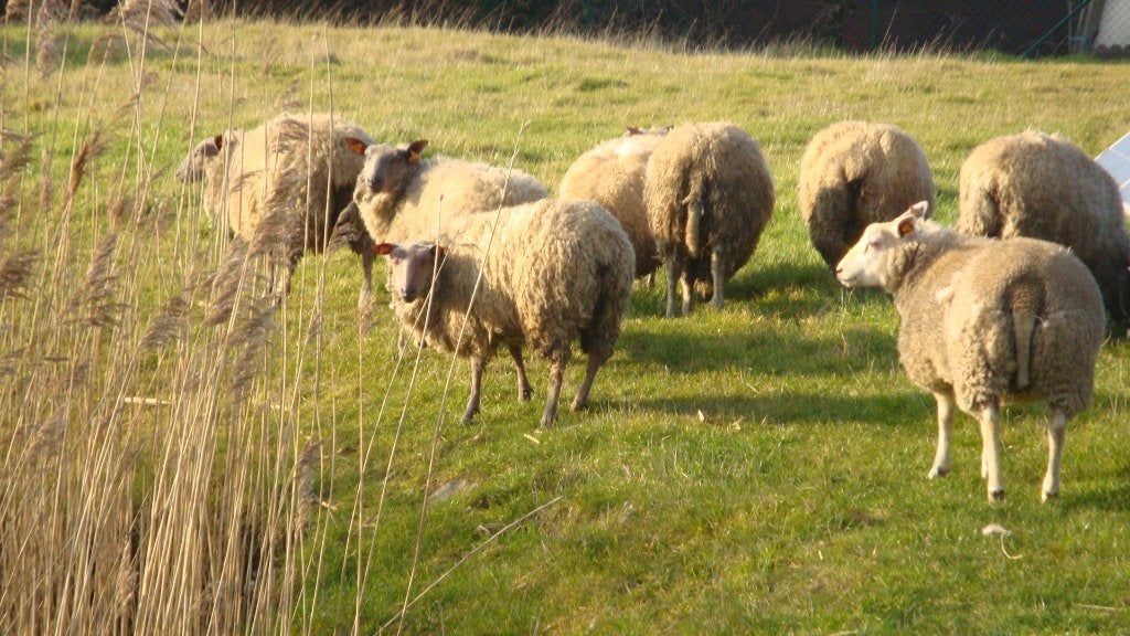schapen, Dieren en Toebehoren, Schapen, Geiten en Varkens, Schaap