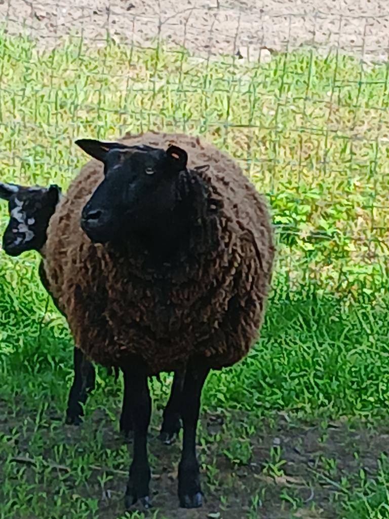 3 ooien te koop, Dieren en Toebehoren, Schapen, Geiten en Varkens, Vrouwelijk, Schaap, 3 tot 5 jaar