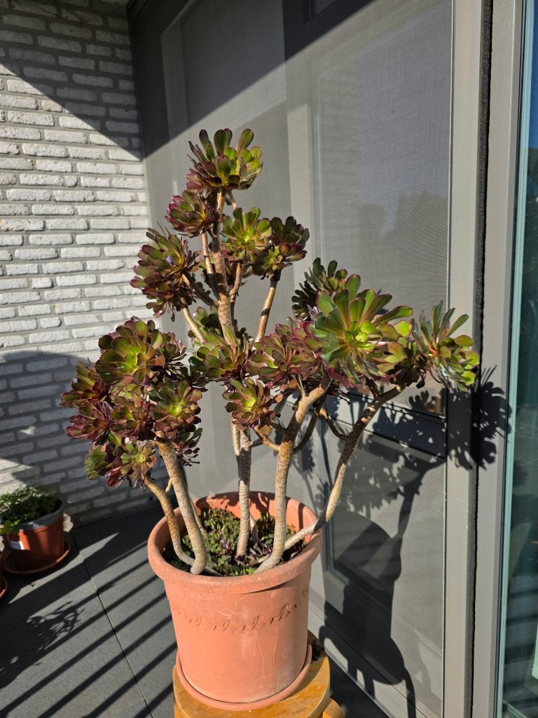 prachtige grote vetplant, Ophalen, Nieuw
