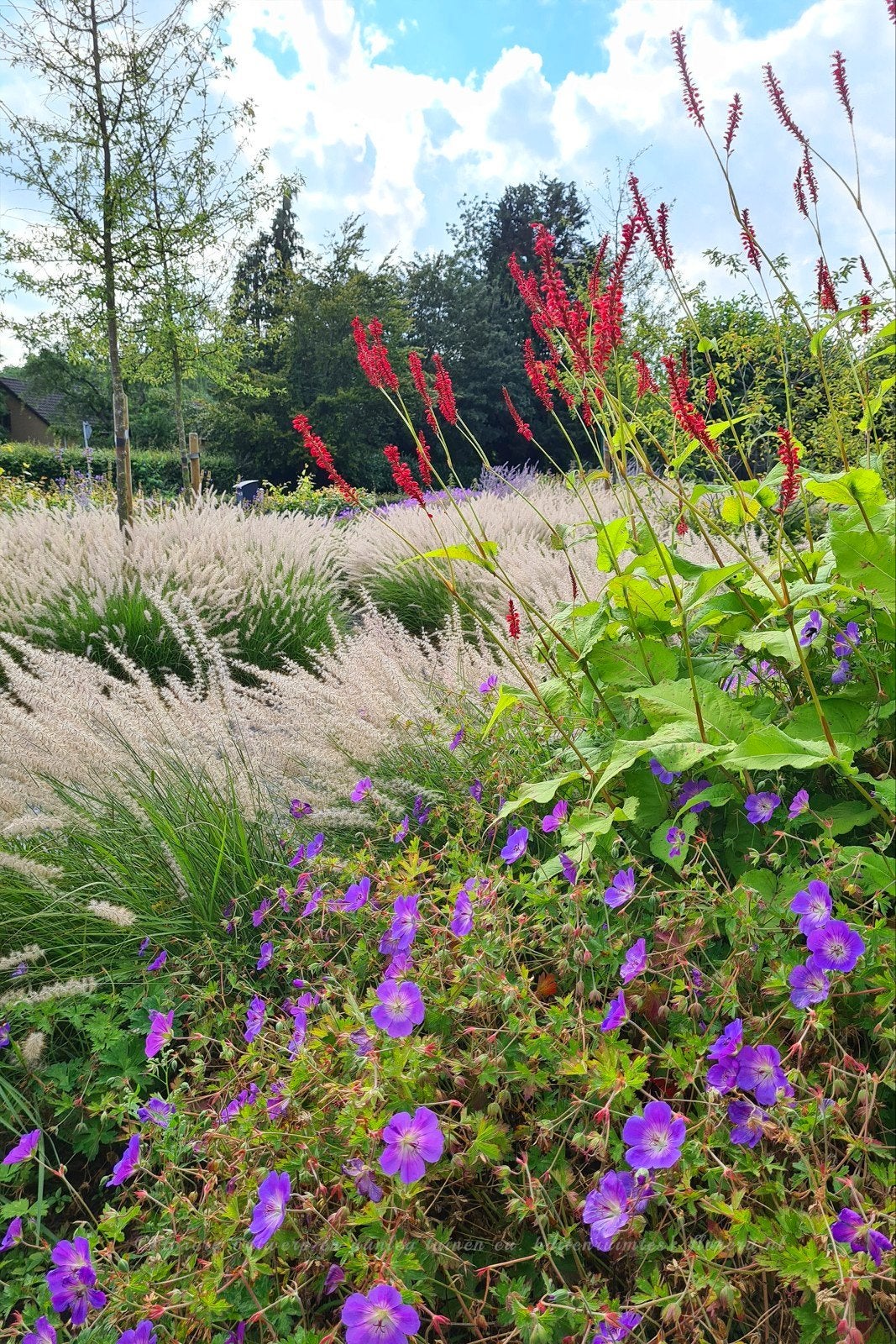 Siergrassen en/of vaste planten, Jardin & Terrasse, Enlèvement, Graminées ornementales