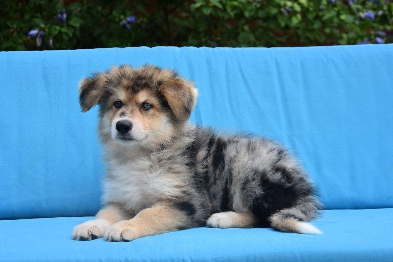 Prachtige kruising Herder pup, Dieren en Toebehoren, Honden | Niet-rashonden, België, CDV (hondenziekte), 8 tot 15 weken, Groot
