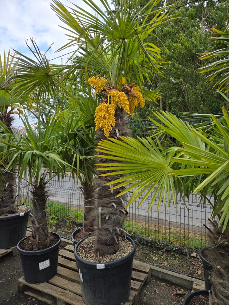 Winterharde palmboom Trachycarpus Fortunei, Tuin en Terras, Ophalen, Halfschaduw, Palmboom