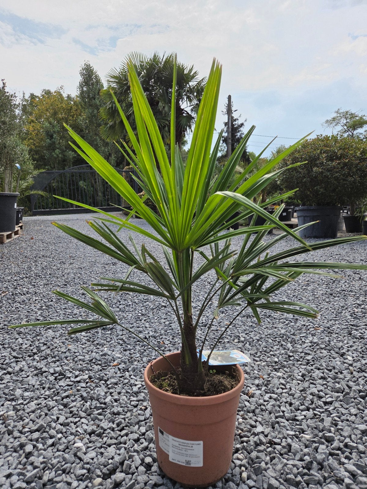 Palmboom Trachycarpus Fortunei, Ophalen, Halfschaduw, Palmboom