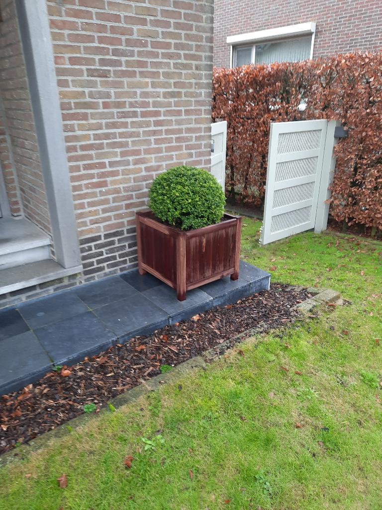 Padouk bloembak met of zonder buxus, Ophalen, Vierkant, Nieuw, 60 tot 100 cm