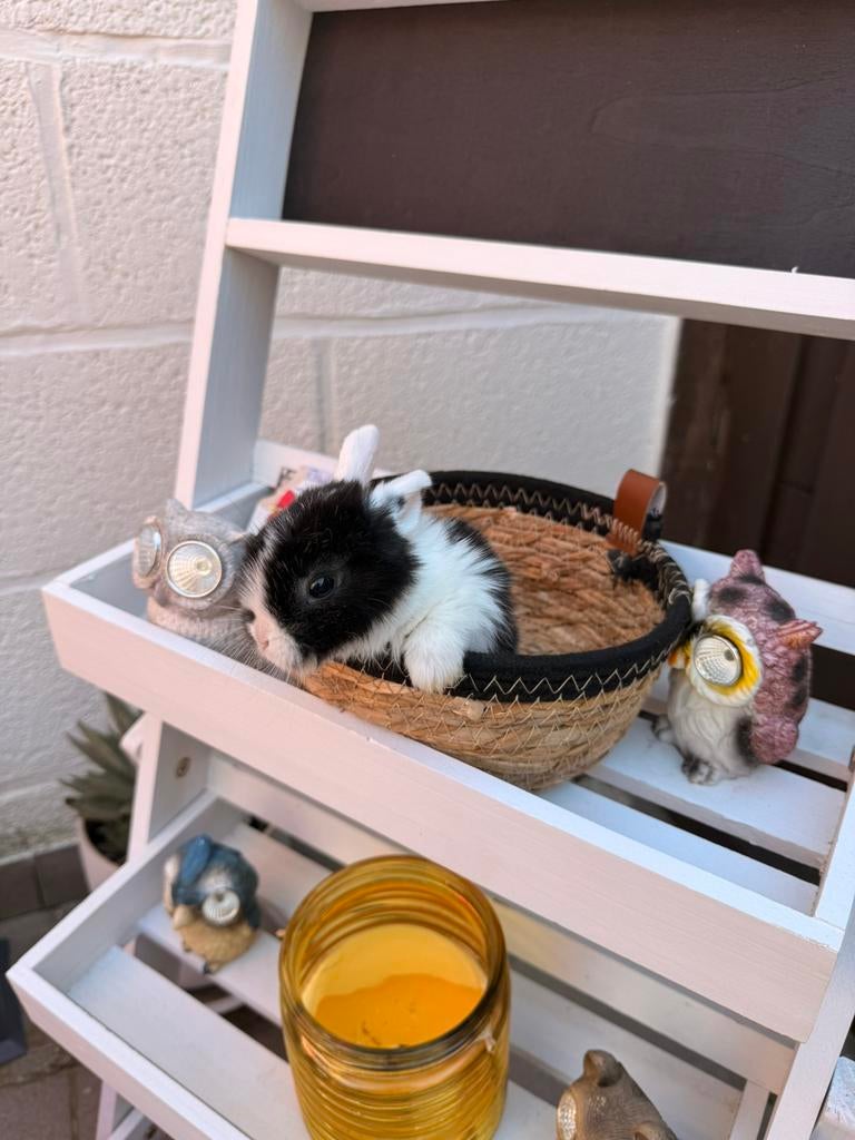 Dwergkonijntjes, Maart, Meerdere dieren, Overige typen, Tam