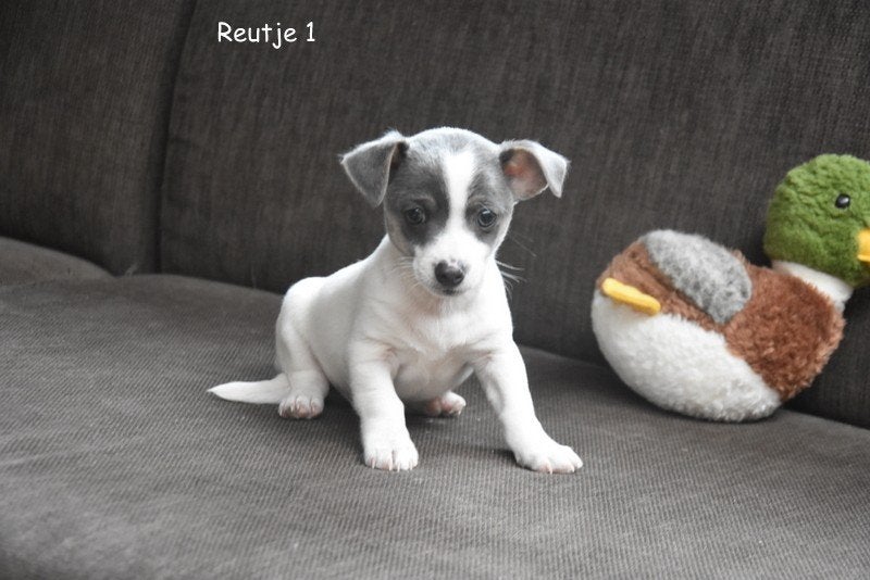 Kruising pupjes, Parvo, België, 8 tot 15 weken, Meerdere