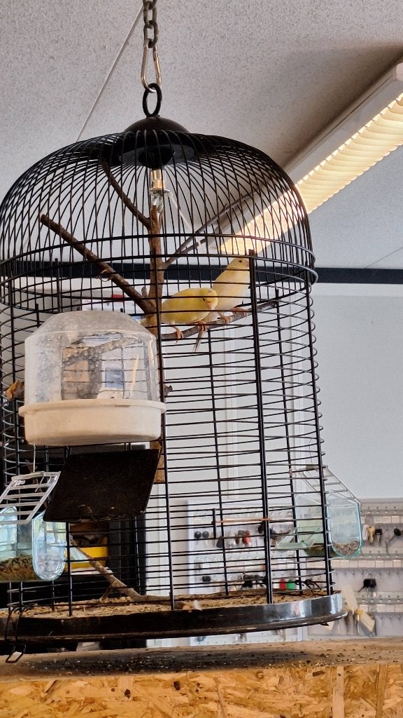 kanarie jongen 2026, Dieren en Toebehoren, Vogels | Kanaries