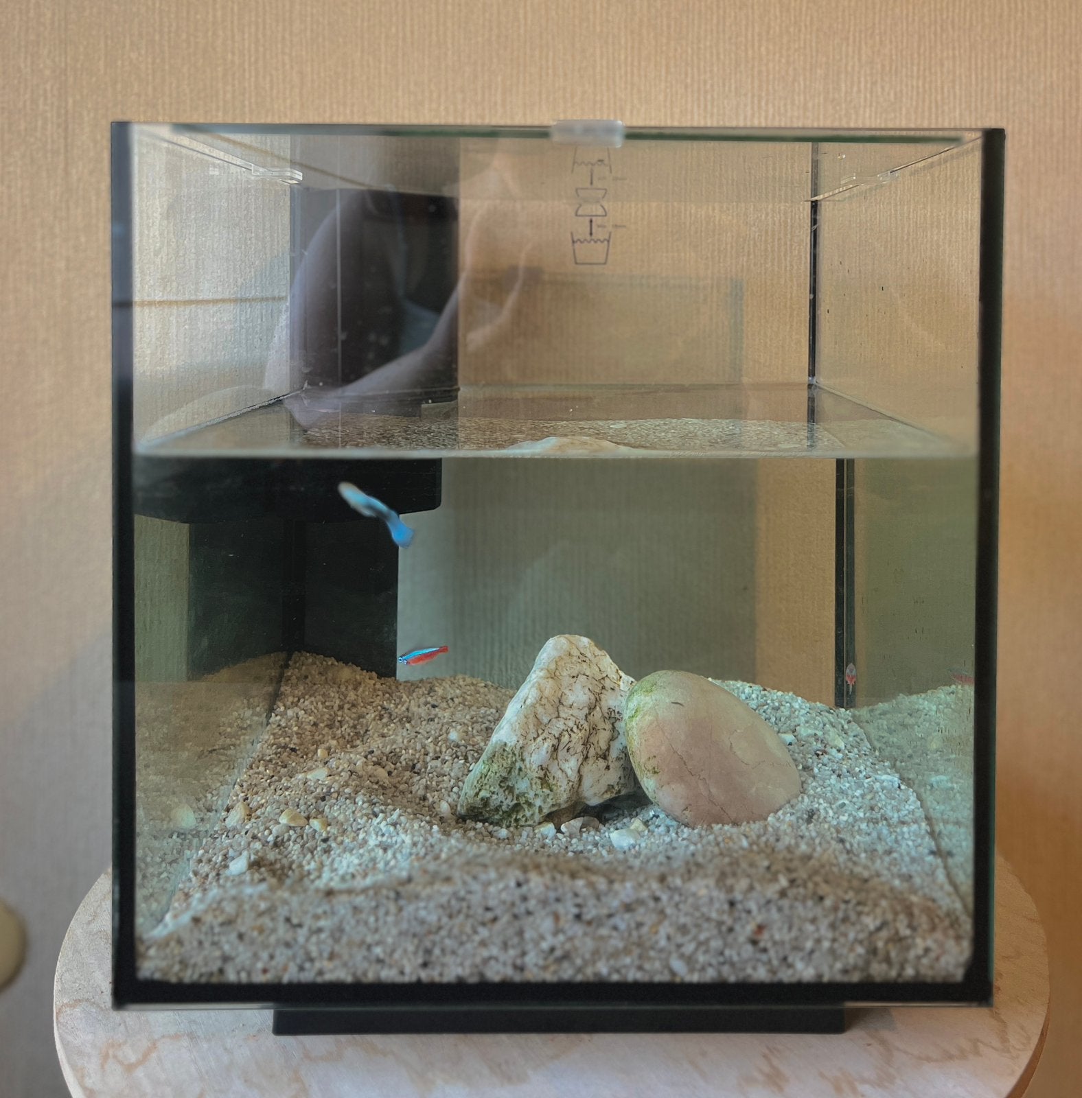Vissen + aquarium, Ophalen, Inclusief vissen, Nieuw, Vissenkom