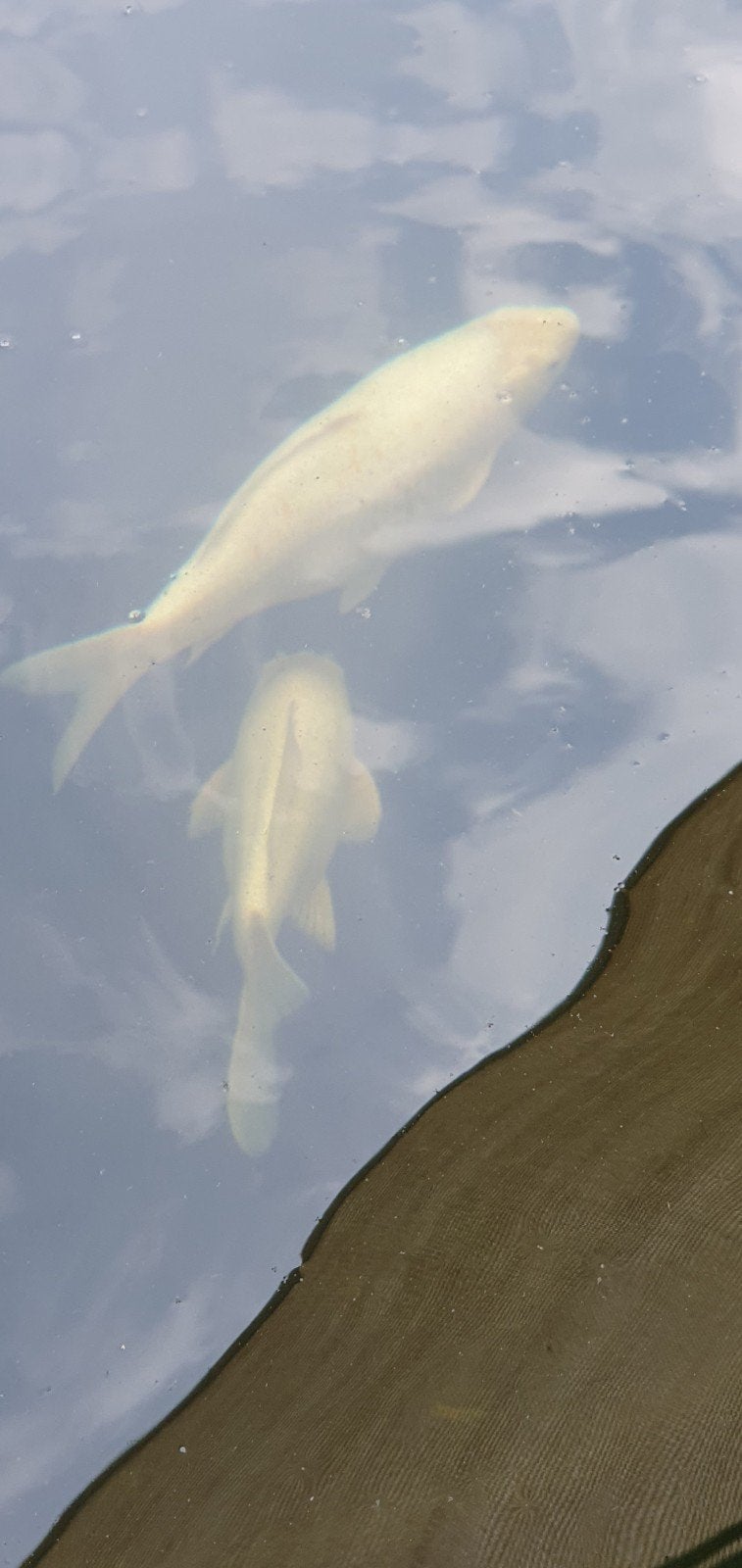 Japanse koi's. (Alleen nog witte beschikbaar.)