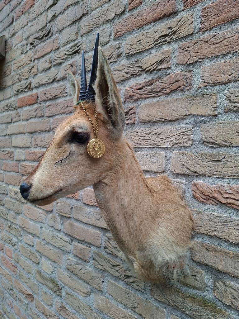 Opgezette kop duiker afrika gold medaille taxidermie schedel, Verzamelen, Ophalen, Wild dier, Gewei of Kop