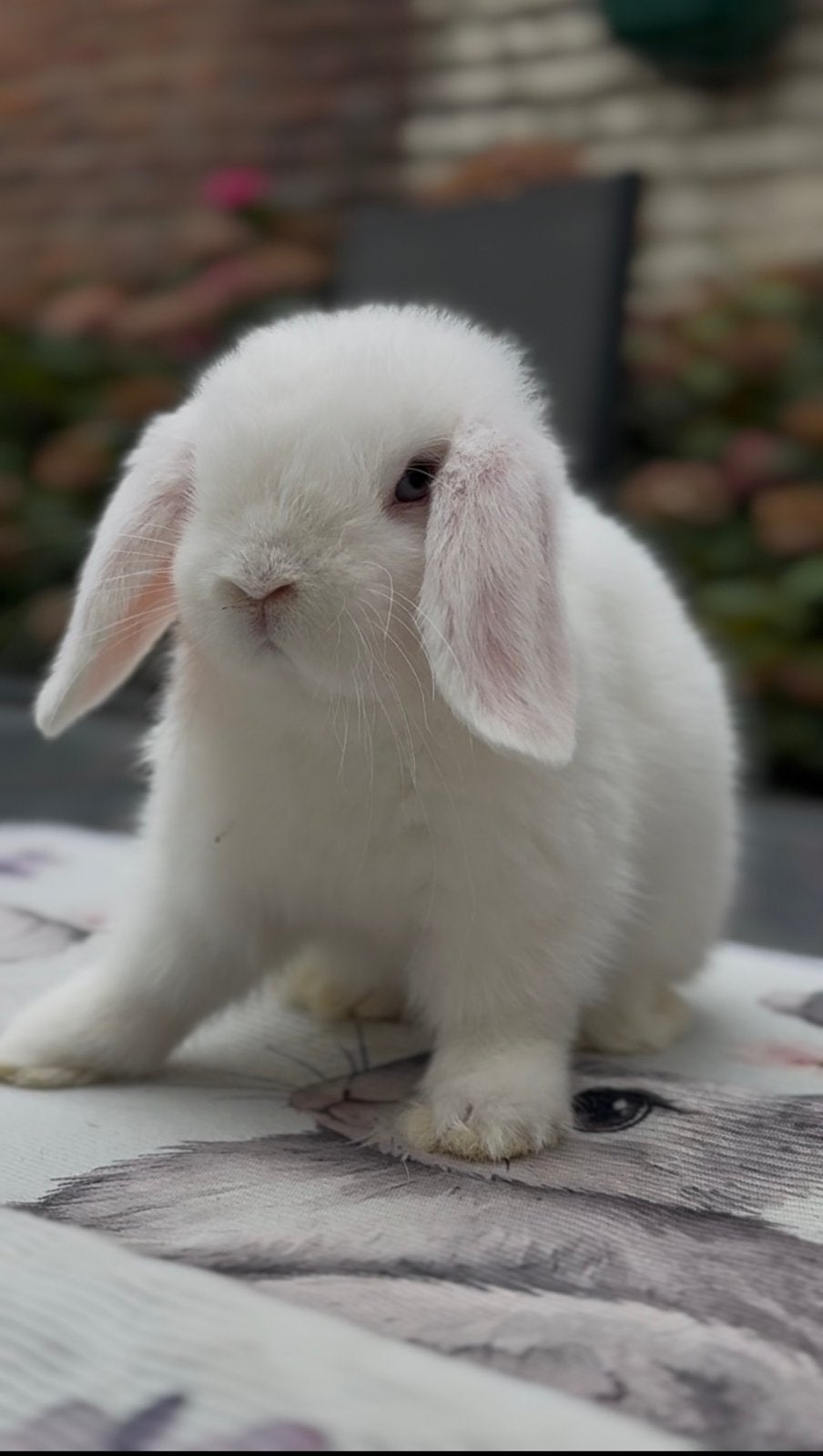 Lapin mini lop, Dieren en Toebehoren, Knaagdieren en Konijnen | Toebehoren, Ophalen