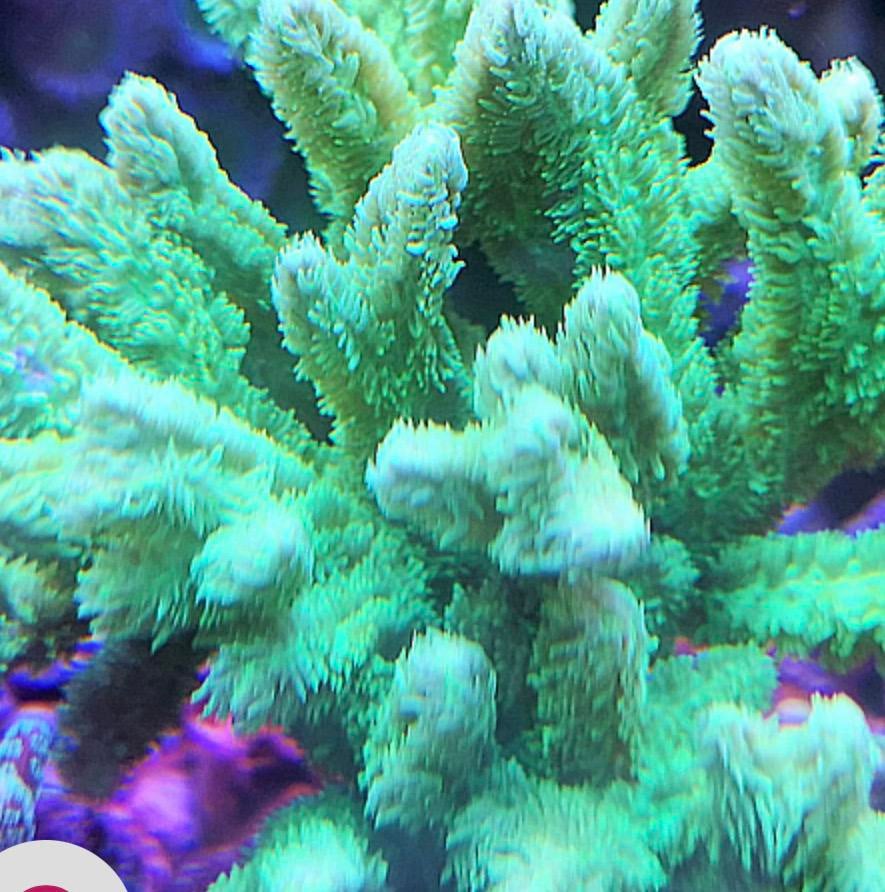 Hydnopora groen