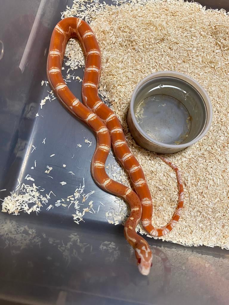 1.1 Scaleless amel, Dieren en Toebehoren, Reptielen en Amfibieën