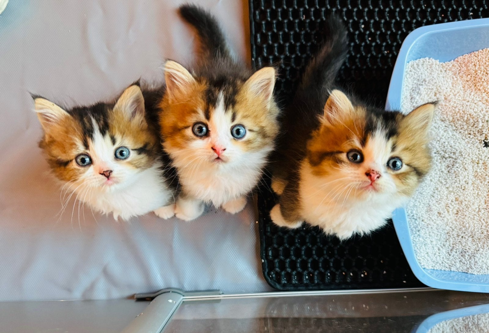 kittens zoeken nog een huisje, Dieren en Toebehoren, Katten en Kittens | Raskatten | Langhaar, Kater, Gechipt, 0 tot 2 jaar