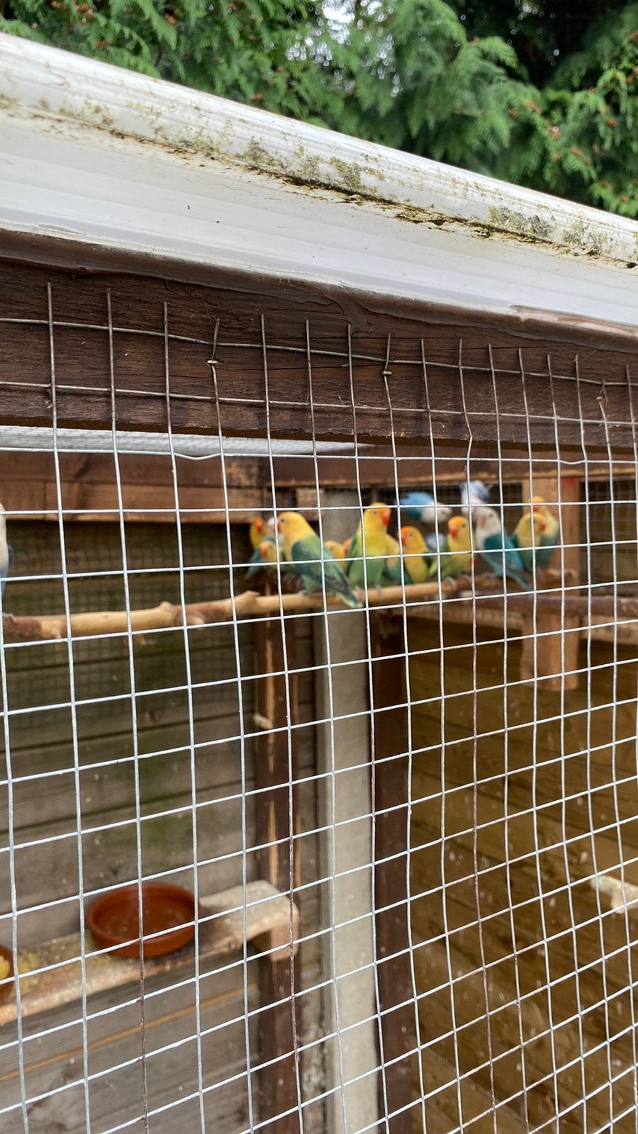 Pêcheries d'Agapornis, Animaux & Accessoires, Oiseaux | Perruches & Perroquets, Bagué