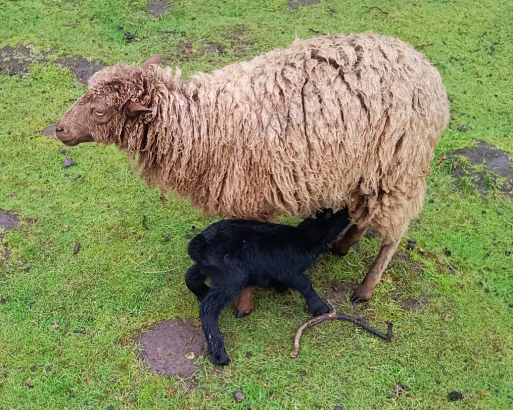 Ouessant ooi met ramlammetje, Dieren en Toebehoren, Schapen, Geiten en Varkens, Meerdere dieren, Schaap