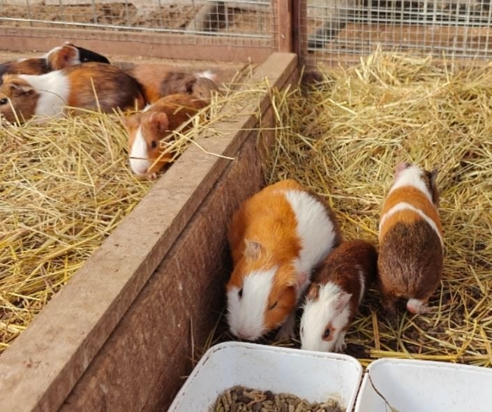Cavias te koop - glad haar, April, Mannelijk, Cavia