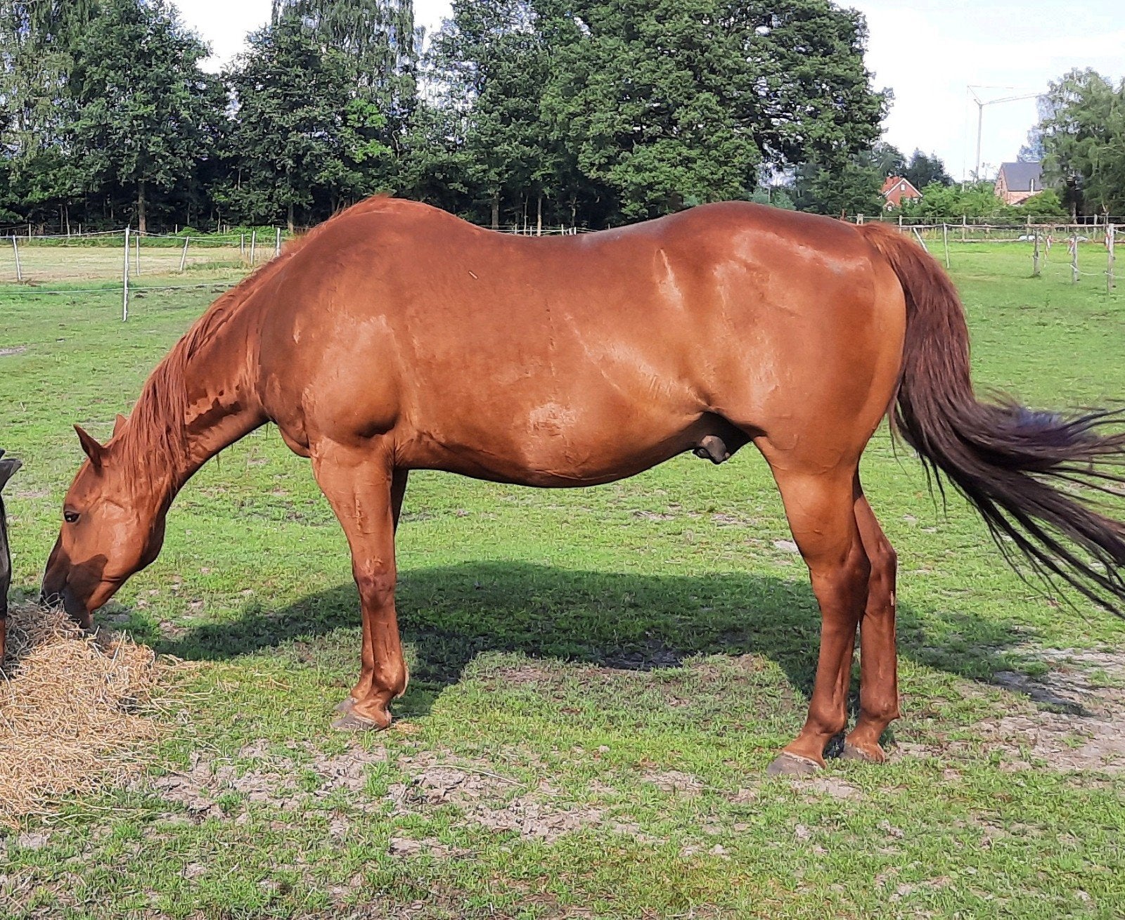 quarter horse ruin, Avec pedigree, 11 ans ou plus, Hongre, Débourré
