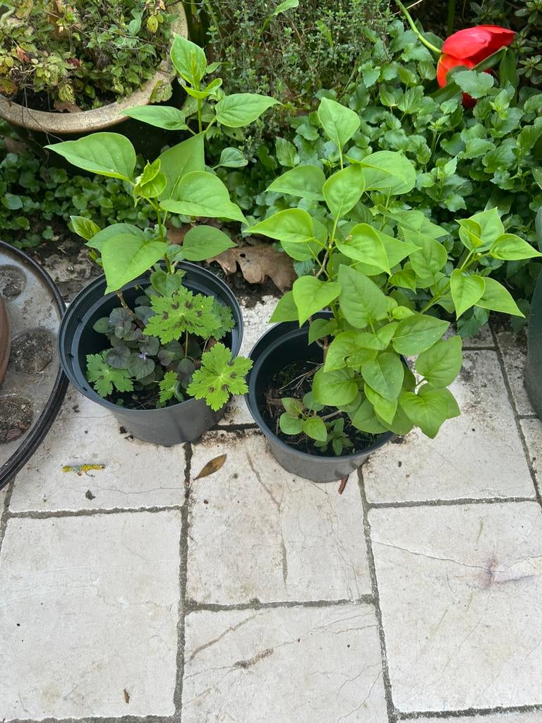 Sering in pot, Ophalen