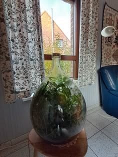 flessentuin ecosysteem, Ophalen, Overige soorten, Halfschaduw, In pot