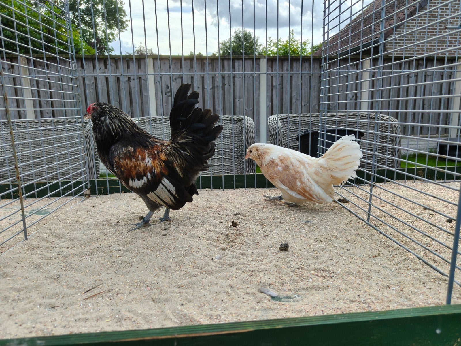 Leuk koppel Antwerpse baardkrielen., Dieren en Toebehoren, Pluimvee, Meerdere dieren, Kip