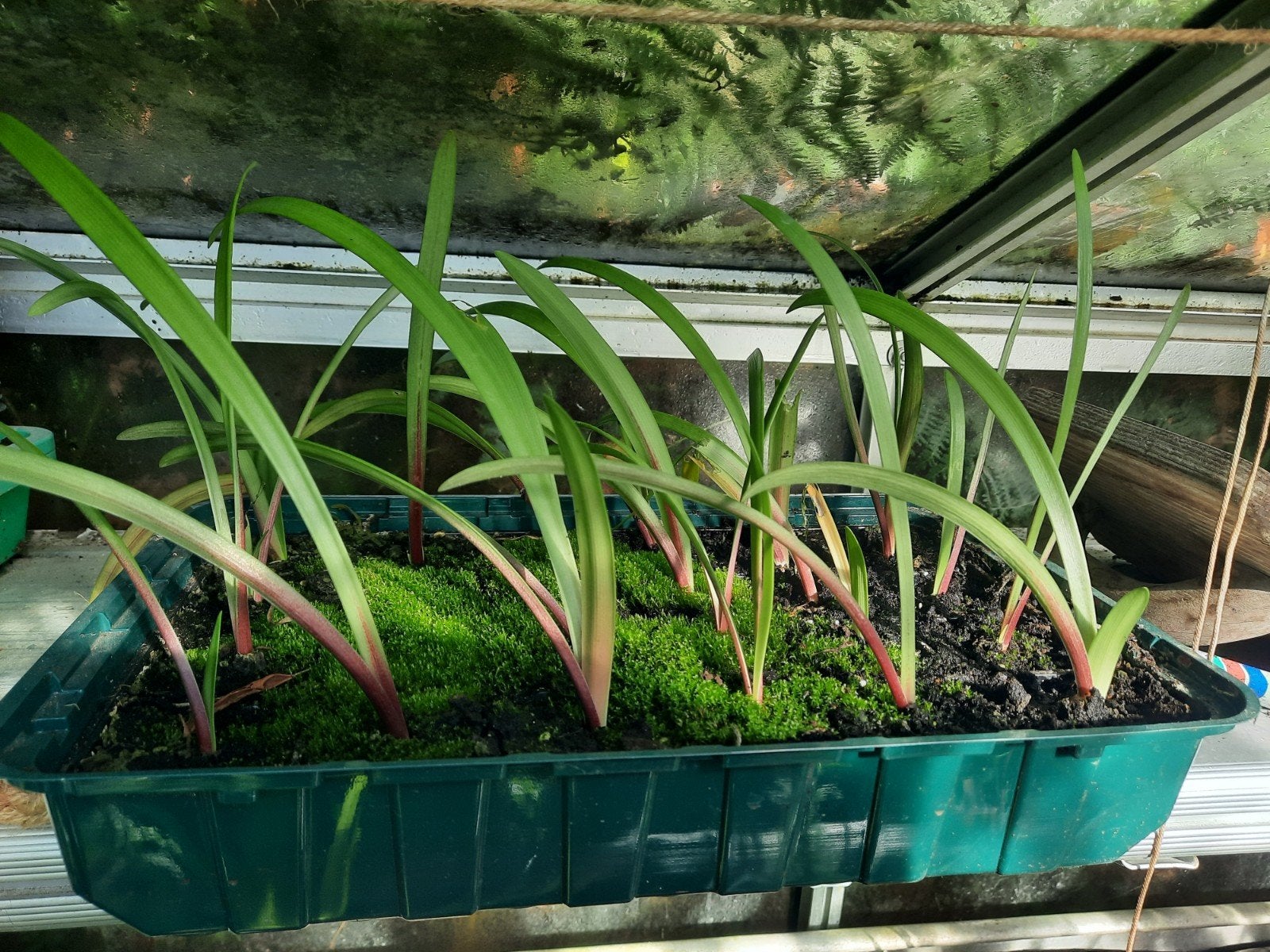Amaryllis cultivée à partir de graines, Enlèvement, Bulbe