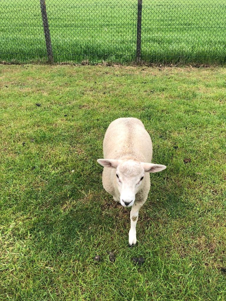 ramlam, Dieren en Toebehoren, Schapen, Geiten en Varkens, Mannelijk, Schaap, 0 tot 2 jaar