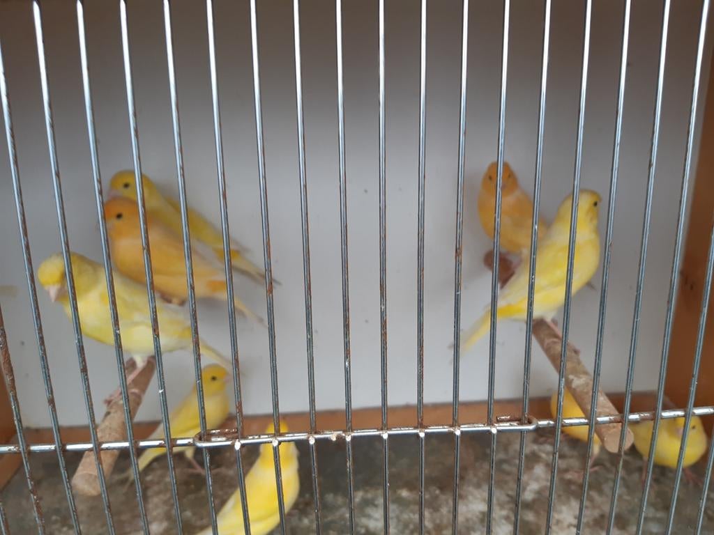 Kanaries, Dieren en Toebehoren, Vogels | Kanaries
