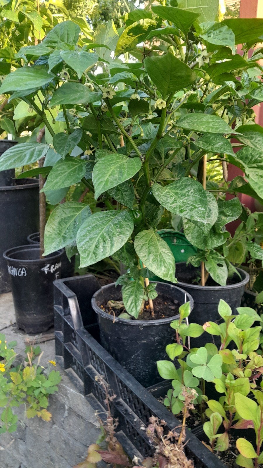 Plante ou fruit : chocolat Habanero et Carolina Reaper, Jardin & Terrasse, Enlèvement