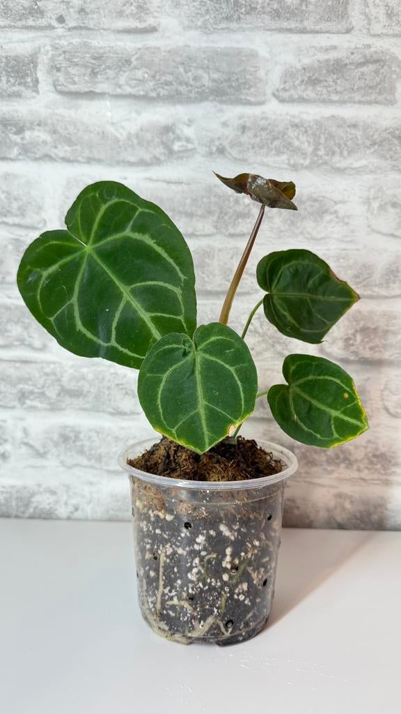 Anthurium Magnificum x Besseae aff, Huis en Inrichting, Kamerplanten, Ophalen
