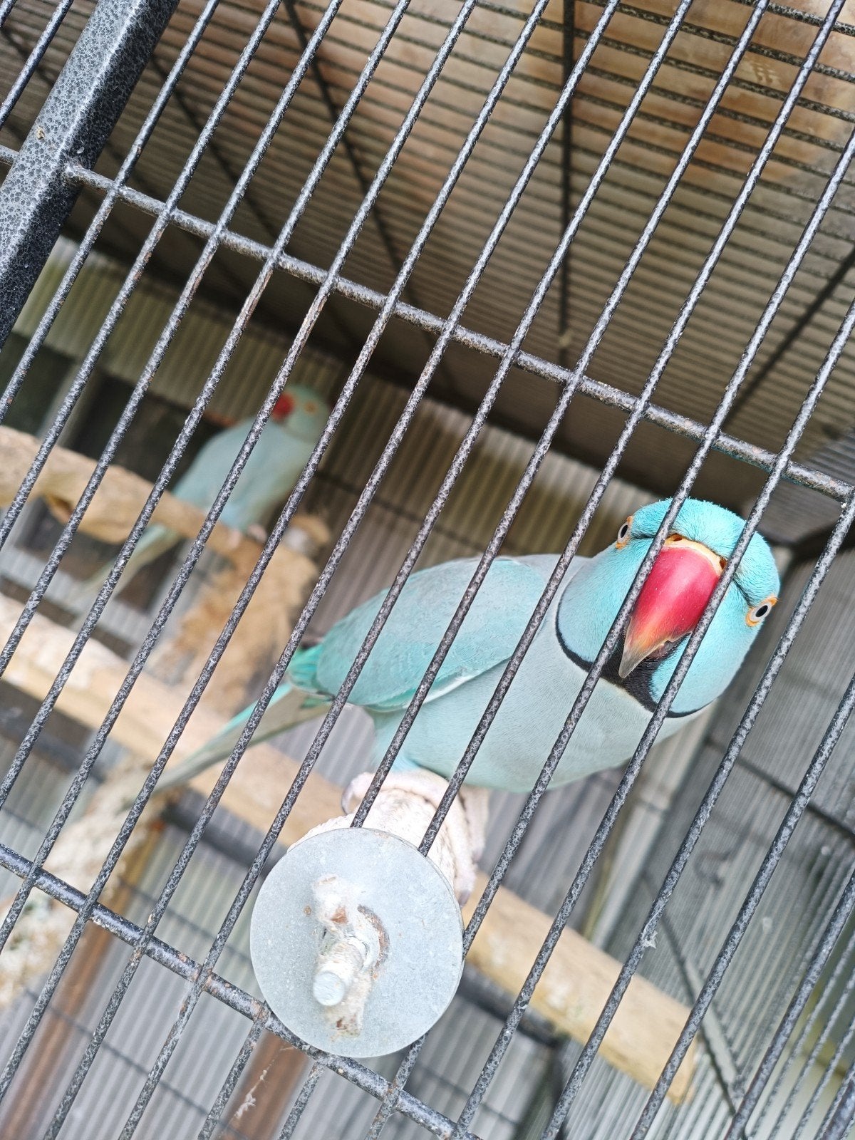 Kweekkoppel halsbandparkieten, Dieren en Toebehoren