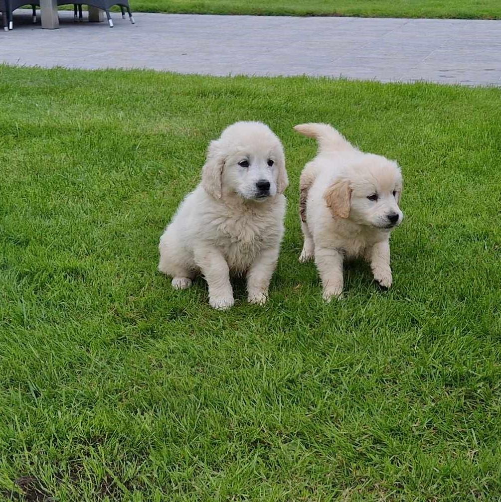 golden retriever pups, Golden retriever, Plusieurs, Hépatite contagieuse (maladie de Rubarth), Belgique